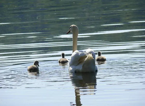 Swan Hafel Potsdam Brandenburg Swan Lake Swan Water Swan Cubs — Stock Photo, Image
