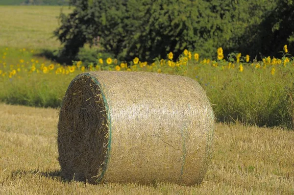 昼間の穀物畑でブロール 収穫コンセプト — ストック写真