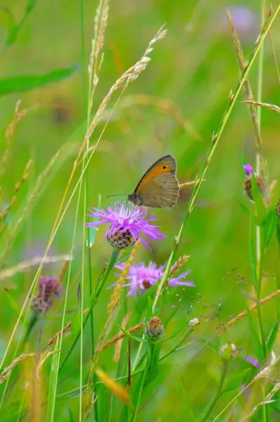 Small hay butterfly on flower, danube clouded yellow (Colias myrmidone)