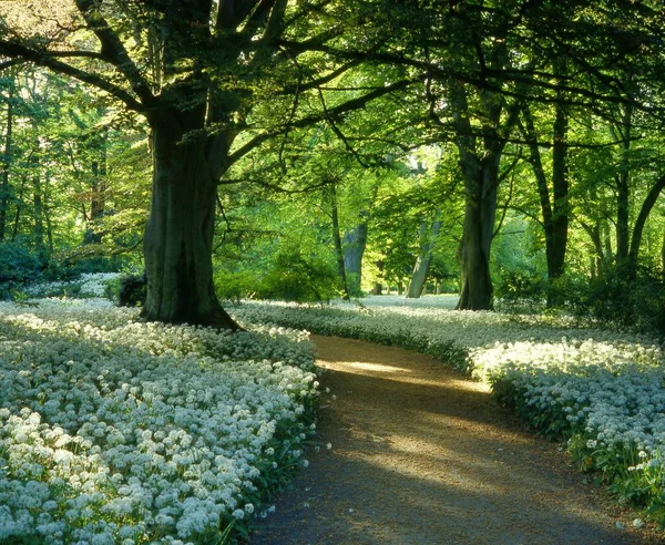 Parková Cesta Kvetoucím Divokým Česnekem Allium Ursinum Syn Allium Latifolium — Stock fotografie