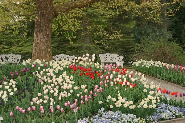 Barevné Tulipány Zahradě — Stock fotografie