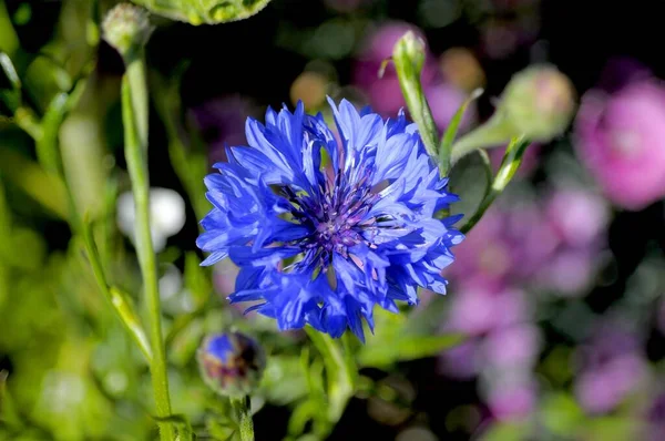 Fleurs Bleuet Fleurissant Dans Jardin — Photo