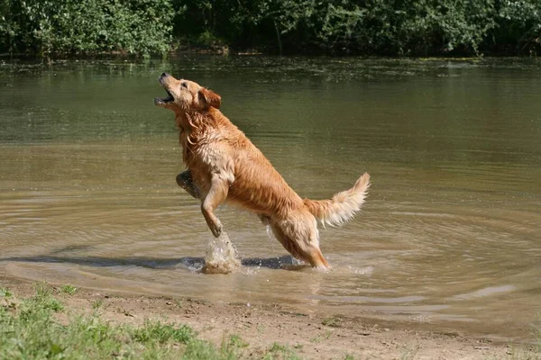 Golden Retriever Male Years Old Water Woman Throws Treats Dog — Stock Photo, Image