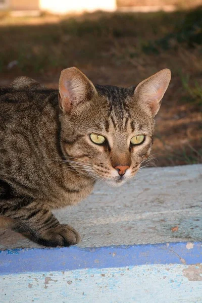 Kucing Domestik Cat — Stok Foto