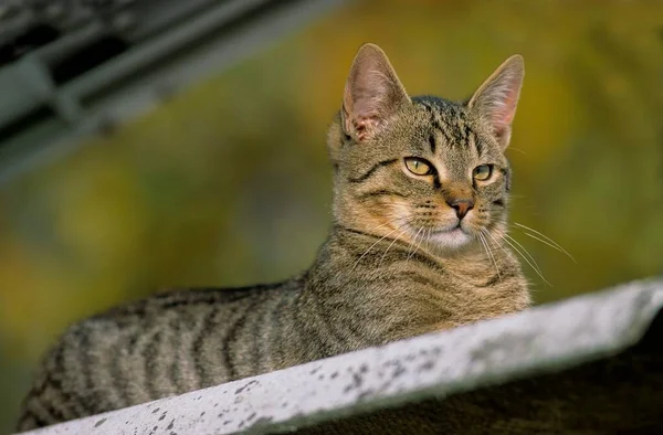Felidae Felis Catus Tabby — Stockfoto
