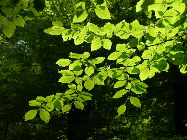 Beech Leaves Deciduous Forest Blossoming Beech Forest Spring Deciduous Forest — Stock Photo, Image