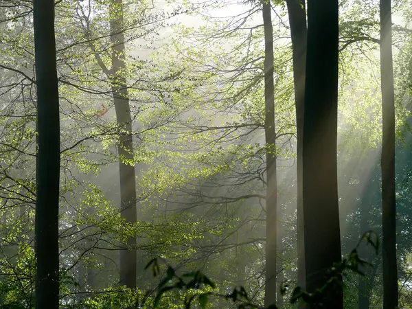 Forêt Décidue Printemps Brouillard Dans Forêt Rayons Soleil Dans Forêt — Photo
