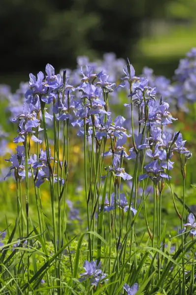 Íris Siberiana Iris Sibirica Íris Prado Jardim Rosas Oberderdingen — Fotografia de Stock