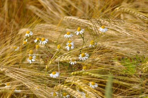 Weizenähren Roggen Auf Dem Feld Tagesblick — Stockfoto