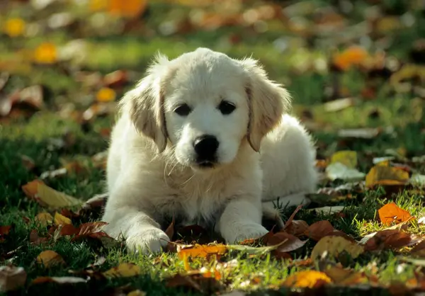 Golden Retriever Köpek Yavrusu Hafta — Stok fotoğraf