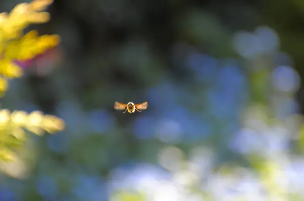 Kolibřík Jestřáb Můra Macroglossum Stellatarum Letu Holubí Ocas Holubí Ocas — Stock fotografie