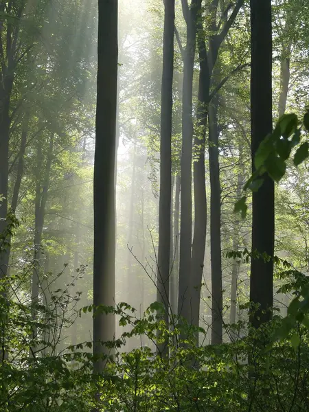 Opadavý Les Jaře Mlha Lese Sluneční Paprsky Lese — Stock fotografie