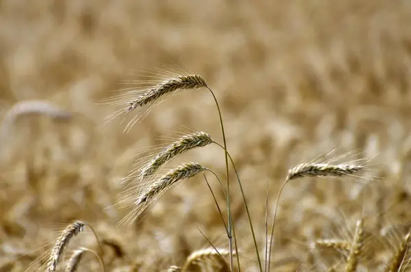 田里成熟的大麦 田里成熟的大麦 — 图库照片