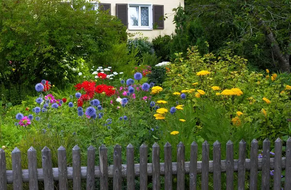 Baden Wuerttemberg Zwarte Woud Cottage Garden Vaste Plant Tuin — Stockfoto