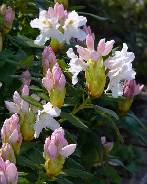 Rhododendron Flowering Garden Tulip Garden — Stock Photo, Image
