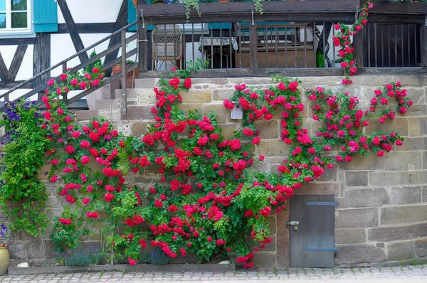 モールブロン修道院の赤い登山バラ — ストック写真