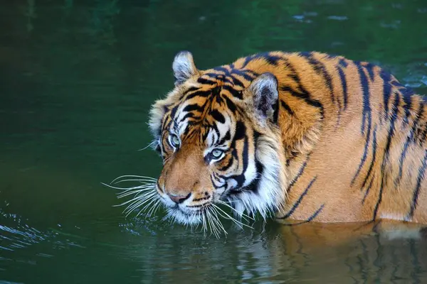 Sumatra Tigre Água — Fotografia de Stock