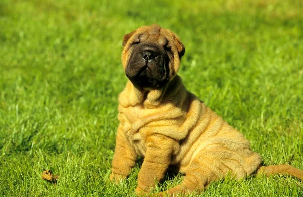 Shar Pei Pies Siedzi Trawniku — Zdjęcie stockowe