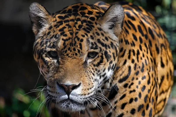 Jaguar Panthera Onca Cautivo Zoológico Alemania Europa — Foto de Stock