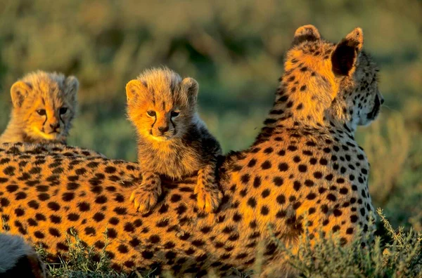 Yavrularıyla Birlikte Çita Acinonyx Jubatus Çita — Stok fotoğraf