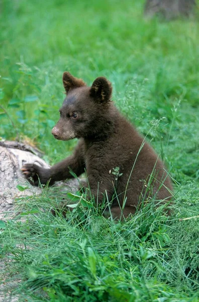 Czarny Niedźwiedź Amerykański Ursus Americanus Baribal Młody — Zdjęcie stockowe