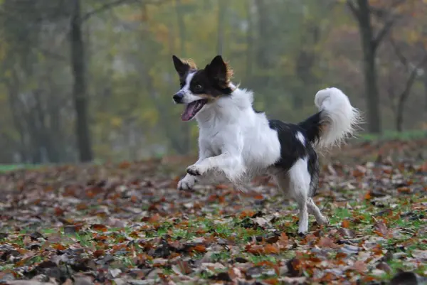 Nahaufnahme Von Kromfohrlander Hund Weiß Mit Dunkelbraunen Markierungen Läuft Über — Stockfoto