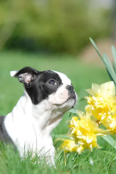 Boston Terrier Puppy Narcis Bloemen — Stockfoto