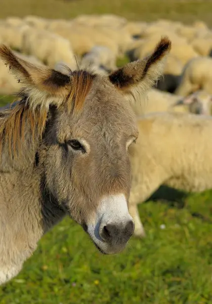 Paysage Âne Souabe Dans Troupeau Moutons Ânesse Domestique Equus Asinus — Photo