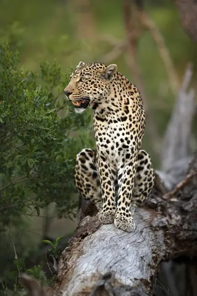 Leopard (Panthera pardus), Kruger National Park, South Africa, Sabisabi Private Game Reserve, adult, on tree Leopard, Kruger National Park, South Africa, Sabisabi Private Game Reserve Leopard, Kruger Natio, Africa