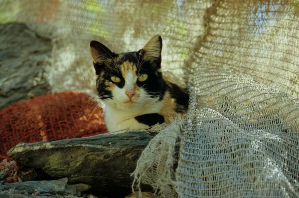 魚網のかわいい多色の隠れ家 — ストック写真