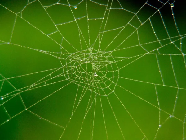 Pavučina Zeleném Pozadí — Stock fotografie