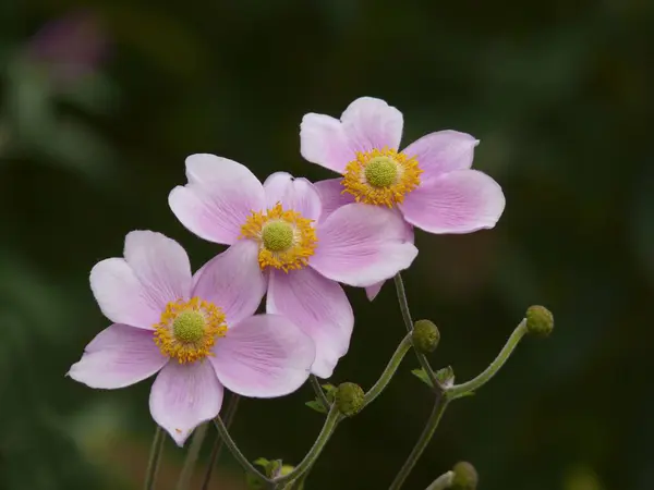 Japanese Anemone Flowering Garden Anemone Lesseri — Stock Photo, Image