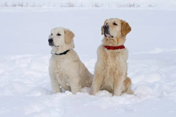 Close View Golden Retriever Sitting Side Side Snow — Stock Photo, Image