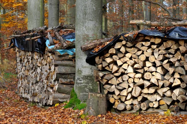 Firewood Forest — Stock Photo, Image