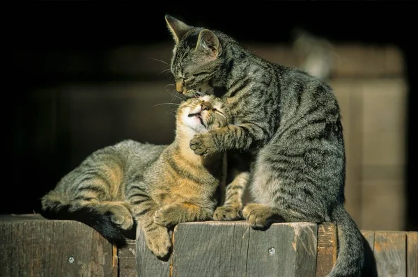 Dois Gatos Domésticos Brincando Cerca Madeira — Fotografia de Stock
