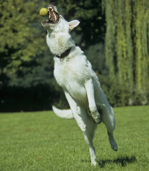 Cão Pastor Branco Macho — Fotografia de Stock
