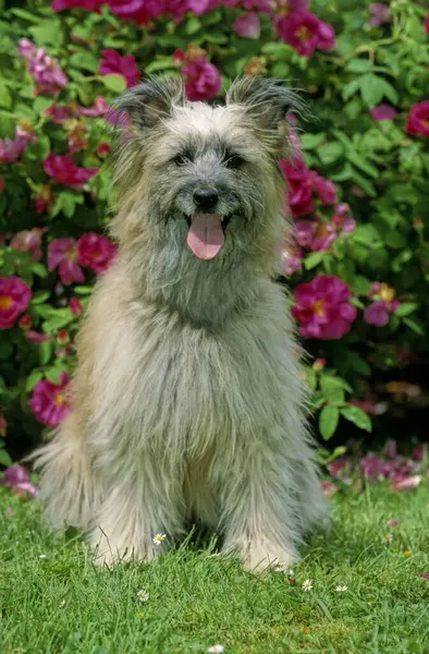 Πυρηναία Τσοπανόσκυλο Ποζάρουν Πάνω Από Λουλούδια Φόντο — Φωτογραφία Αρχείου