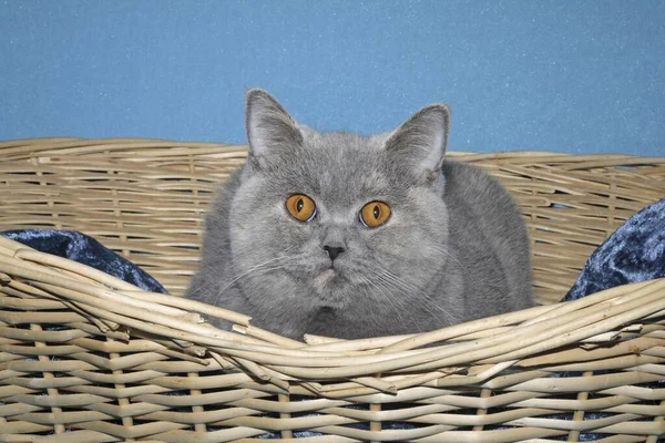 籠の中の英国の短髪猫 — ストック写真