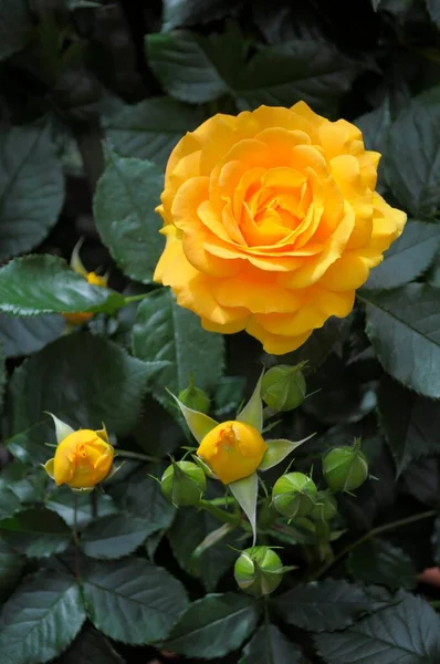 Belas Rosas Floração Jardim — Fotografia de Stock