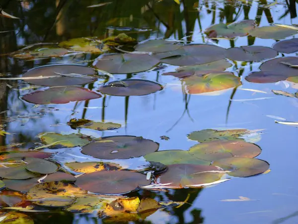 Garden Pond Lily Pads — Stock Photo, Image