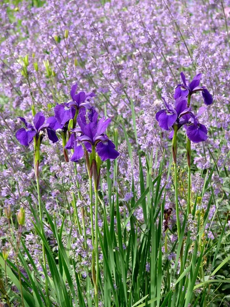 Sibirische Iris Blüht Mit Lavendel Garten — Stockfoto