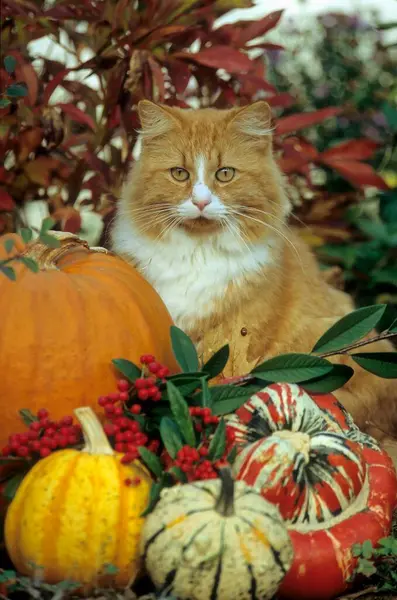 Κατοικίδια Γάτα Μεταξύ Κολοκύθες Φθινόπωρο — Φωτογραφία Αρχείου