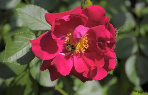 Rose Rouge Floraison Unique Dans Jardin — Photo