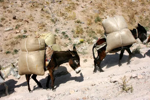 Heavily Packed Donkeys Way Kandovan Iran Asia — Stock Photo, Image