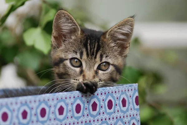 Mladé Domácí Koťátko Tabby Zvědavě Vyhlížející Barevné Krabičky Koťátko Nerodokmen — Stock fotografie