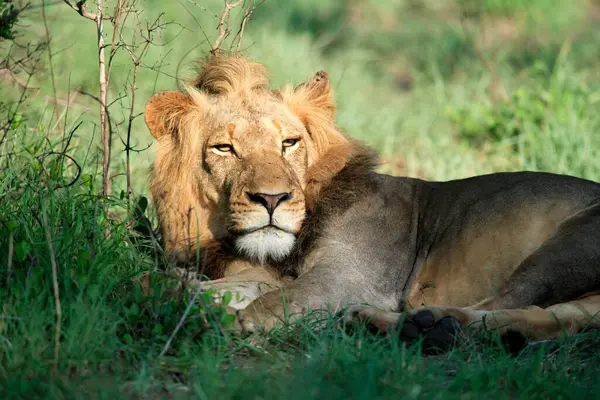 African Lion (Panthera leo), Kruger National Park, Sabisabi Private Game Reserve, South Africa, Adult, Male, portrait, Resting Lion, Kruger National Park, South Africa Lion, Panthera le, Africa