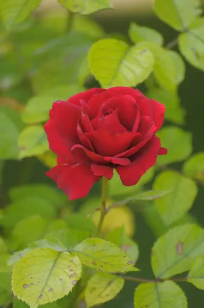 Schönheit Klettert Rosen Garten Tagesansicht — Stockfoto