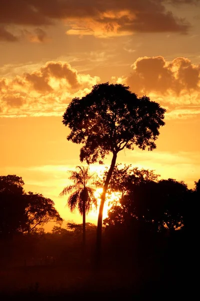 Sunset Pantanal Brazil — Stock Photo, Image