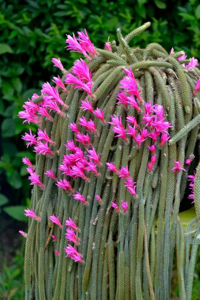 Kaktusz Lila Virágzás Kertben — Stock Fotó