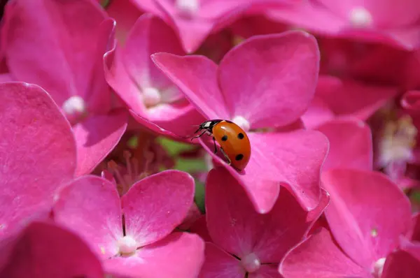 Coccinelle Assis Sur Les Fleurs Hortensia Dans Jardin — Photo